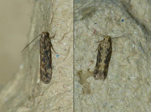 Réf. 193 116 : Scrobipalpa ocellatella
